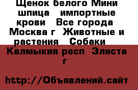 Щенок белого Мини шпица , импортные крови - Все города, Москва г. Животные и растения » Собаки   . Калмыкия респ.,Элиста г.